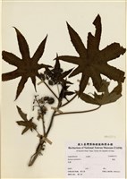藏品(蓖麻)的圖片